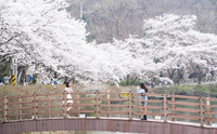 진안군,  진안고원 벚꽃 여행 추천...주요 벚꽃 명소 꽃 진 뒤에도 만개한 풍경 ‘화사’