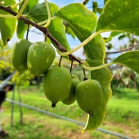 전남산림연구원, 토종다래-붉은가시나무 고부가가치 산업으로 도약