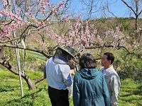 전남도,  과수농가 우박-냉해 피해 최소화 총력