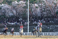 렛츠런파크 서울, 여의도 윤중로·석촌호수 이어 수도권 대표 벚꽃축제 거듭났다