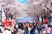 인제군 <제8회 골목문화제> 봄꽃 눈이 내린다!