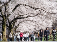 진안 마이산 벚꽃 만개...“ 늦은 벚꽃으로 마지막까지 봄을 담다”
