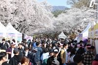 렛츠런파크 서울 벚꽃축제, 28만 인파 몰렸다