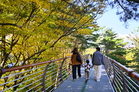 [속초 설악향기로]누적 방문객 50만 명, 설악동 관광 재도약 입증!