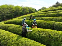 보성군, 곡우 맞아 ‘햇차 어린 찻잎’ 수확