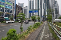 안양시, 안양천서로 가로수 이팝나무  교체