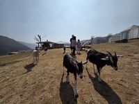 알프스 품은 산양목장부터 365세이프타운까지, 태백의 새로운 청사진 [원성윤의 인생은 여행처럼]