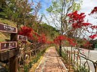 보성군, “보성다향대축제” 꽃길 조성으로 관광경관 대대적 개선