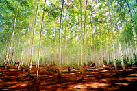 인제의 5월, 자작나무숲·곰배령으로 오세요!