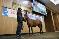 2026년 상반기 제주마 경매…최고가 5000만원 기록