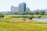 오산시, 오산천 봄꽃으로 싱스러움 ‘물씬’
