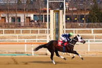 2026 장거리 왕좌는? 24일 부산광역시장배 대상경주 펼쳐진다