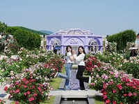 “벌써 20만 명 다녀갔다”…에버랜드, 300만 송이 장미 축제 ‘이번 주 최고 절정’