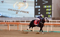 세계 강호 집결한 과천…대한민국 대표마도 출격 대기, 제9회 코리아컵&코리아스프린트 펼쳐진다