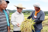 강진군, “땀으로 키운 강진쌀 황금빛 결실 맺다”