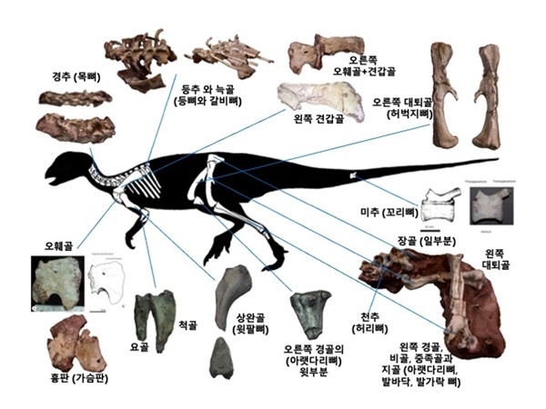 “수천만 년 잠든 보성의 공룡, 국가유산으로 깨어났다”