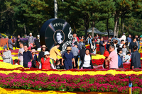 절정의 인제가을꽃축제, 10월 18일까지 연장 운영