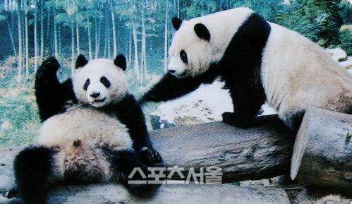 에버랜드에서 생활했던 판다 \'밍밍과 리리\'