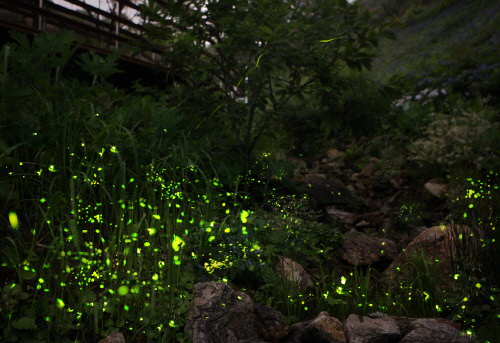 곤지암 반딧불이 사진01