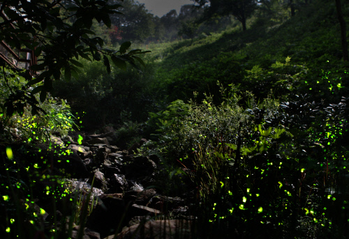 곤지암 반딧불이 사진01