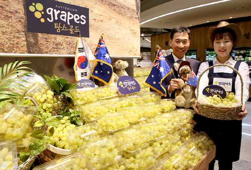 현대百_호주 탐스골드 포도(1)