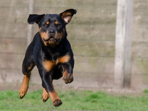 rottweiler-750550_1920