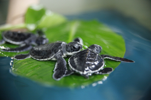 한화 아쿠아플라넷 여수 푸른바다거북 (2)