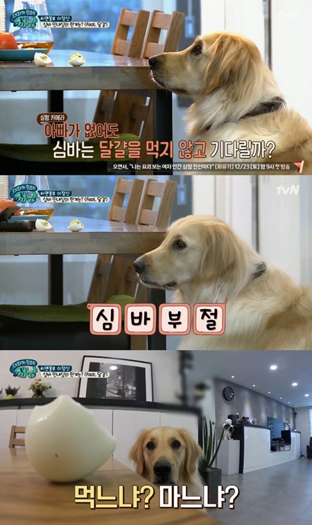 '개냥' 이정신 반려견 심바, 멈출 수 없는 식욕(ft. 달걀)