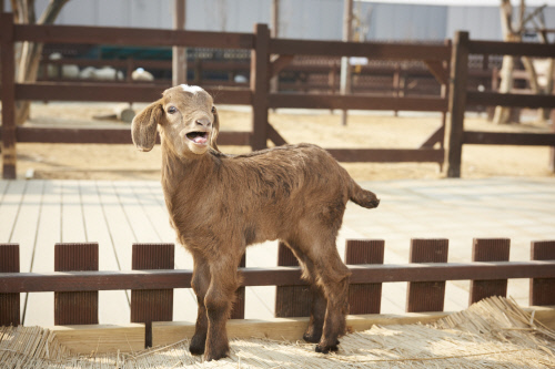 한화 아쿠아플라넷 일산 보아염소