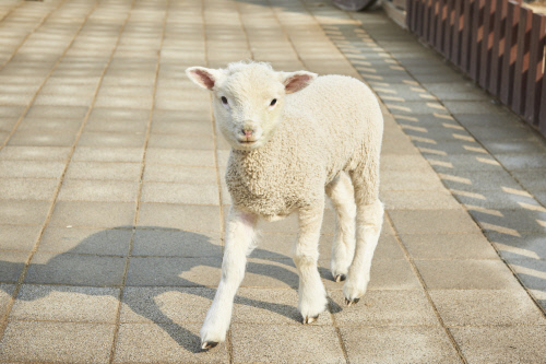 한화 아쿠아플라넷 일산 코리델면양