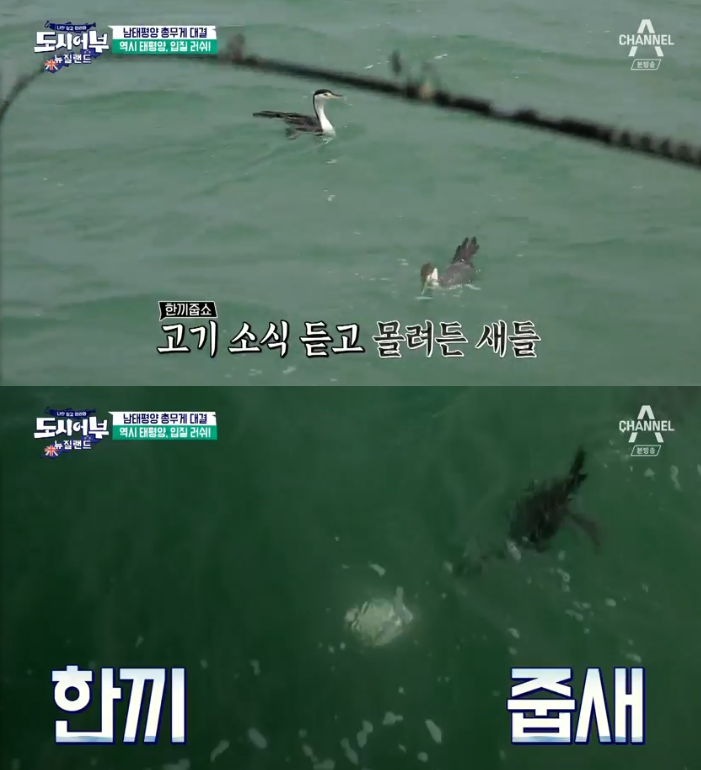 '도시어부' 이경규, 고기 노리는 가마우지에 "저리 가" 호통