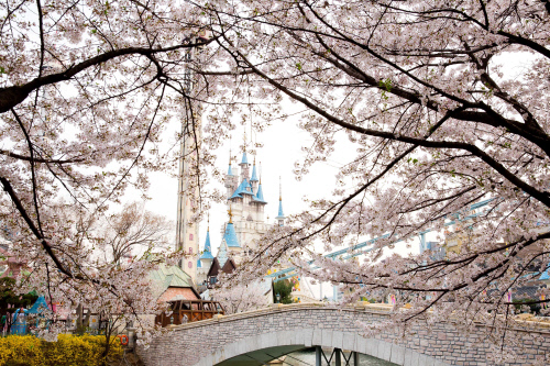 [롯데월드] 롯데월드에서 떠나는 도심 속 벚꽃 여행 (3)