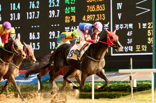 [경마단신]ARF 기념경주 시행 外