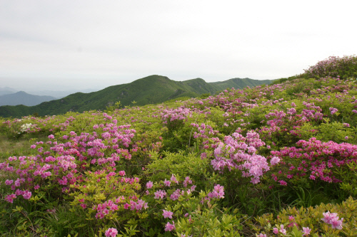 단양소백산철쭉제 01