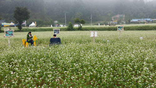 메밀꽃축제 2