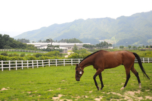 [경마]2018년 국산 경주마 우수 육성조련사 포상 시행 外