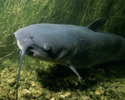 channel-catfish-86584_1920