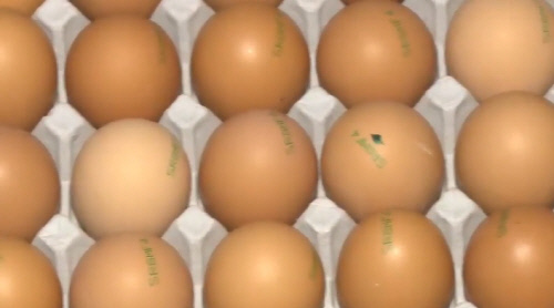 국민건강 위해 오래된 달걀 유통 차단 "23일부터 달걀껍데기에 산란일자 표시"