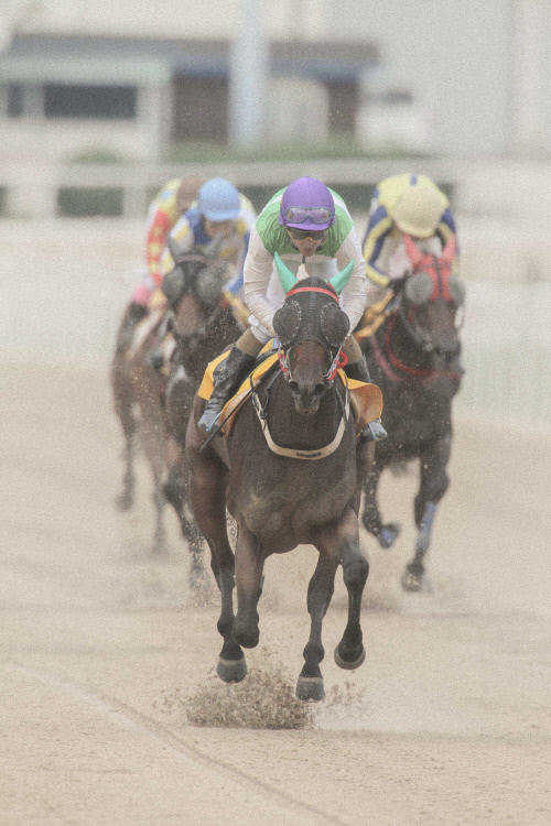 [경마단신]미세먼지 극심하면 경마 취소 外