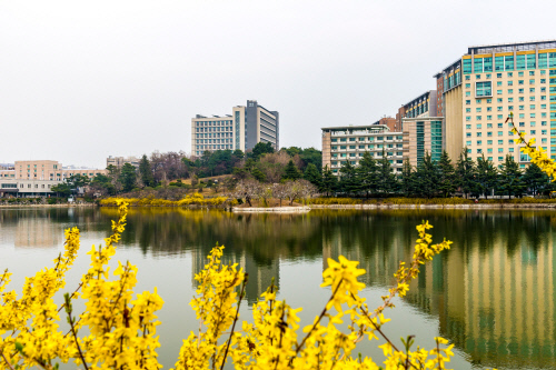 (배포용)건국대학교_개나리 핀 일감호와 와우도