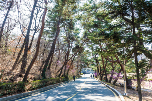 (배포용)서울여자대학교_서울여대 소나무길