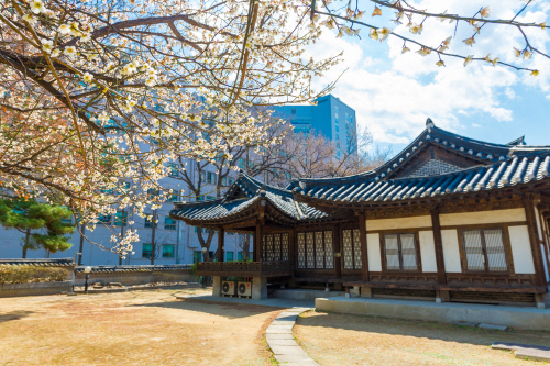 (배포용)연세대학교_연희관 정원 목련
