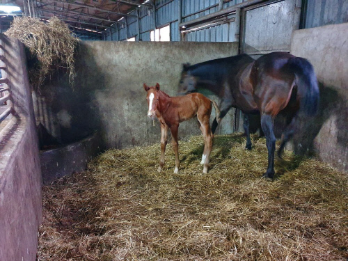 [경마단신]해외종축사업 케이닉스 선발마 첫 자마 출생 外