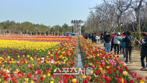 신안군, 임자도 2019년 신안튤립축제 '대성황'