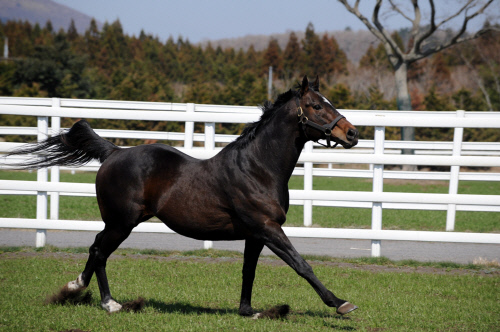 자마 수득상금 600억원 명품 씨수말 '메니피' 사망, 23세에 급성 심정지