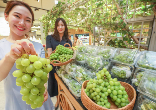[포토] 현대百 "포도계의 명품 '샤인 머스캣' 맛보세요"