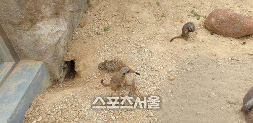 울진 엑스포공원, 동물농장 새 식구 미어캣이 태어났어요!