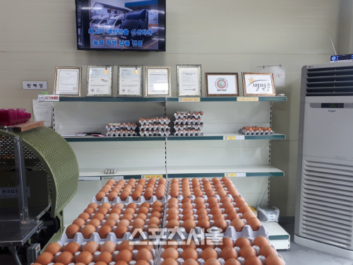 영천시 ‘달걀 산란일자 표시 제도’ 23일부터 시행