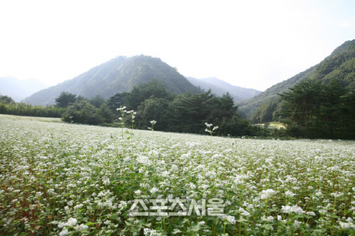 메일밭 전경