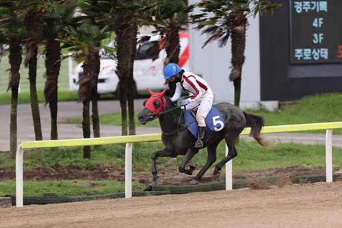 제주마 '고질라' 특별경주 우승, 10월 제주도지사배 출전권 획득!